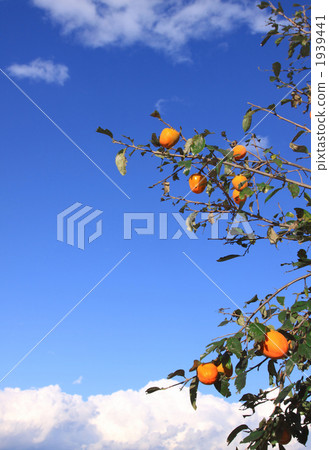 Blue sky and persimmon tree Blue sky and persimmon tree 1939441