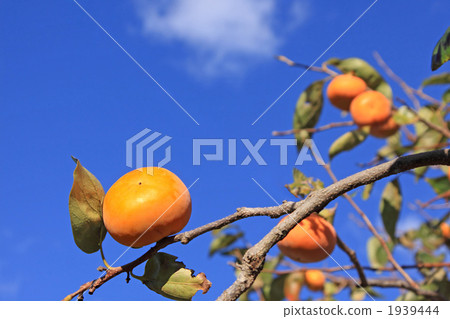藍天和柿樹 1939444