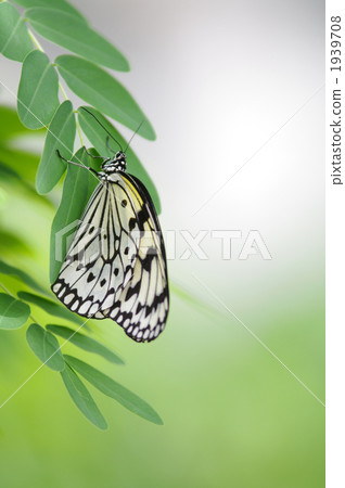 nymphalidae, brush-footed butterflies, four-footed butterflies 1939708