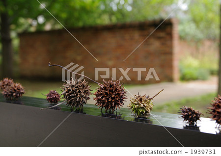 sweetgum, american-style, hamamelidaceae 1939731
