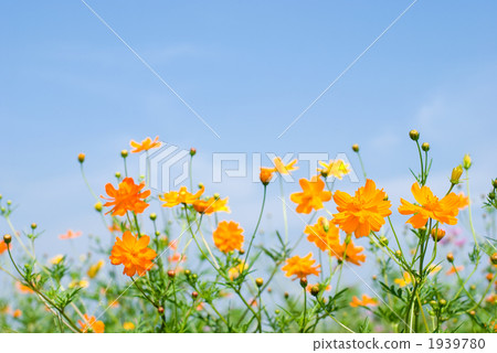 Flowers and sky of Kivana cosmos 1939780