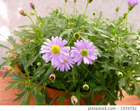 bloom, blossom, blossoms 1939782