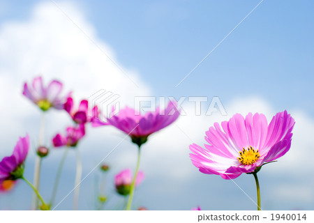 桃紅色波斯菊花和天空 桃紅色波斯菊花和天空 1940014