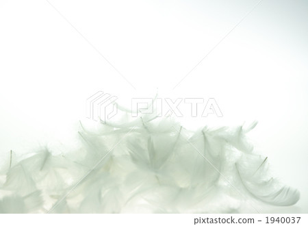 Angel's wing image 1 1940037