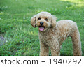 poodle, pet, pets 1940292