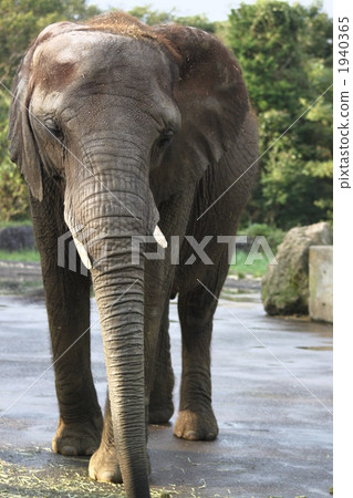 陸生動物 大象 動物 1940365