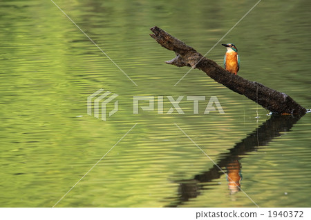 翠鳥 玉 翡翠 1940372