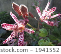 japanese toad lily, lesser cuckoo, autumn 1941552