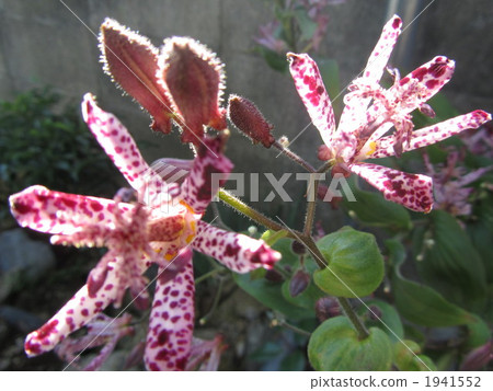 japanese toad lily, lesser cuckoo, autumn 1941552