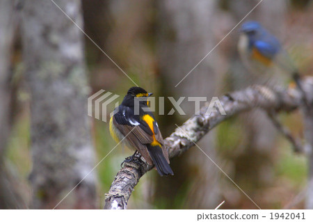 Kibitaki和Ruribitaki 1942041