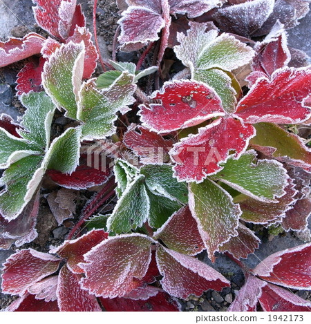 寒冷的早晨 1942173