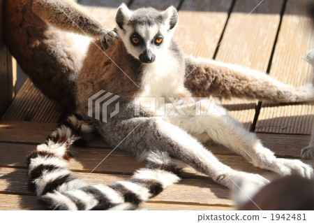 lemur, lemurs, ring-tailed lemur 1942481