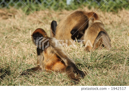 蜘蛛猴科 猭 陸上動物 1942517