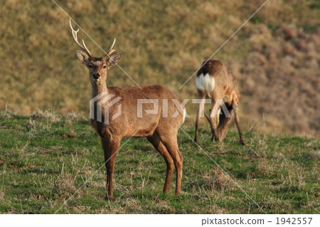 野生動物 動物 北海道 1942557