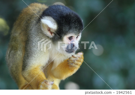 松鼠猴 陸上動物 哺乳類 1942561