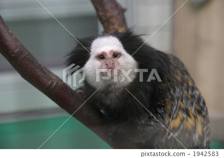 Marmoset Marmoset 1942583