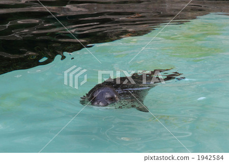 sea animals, harbor seal, seal 1942584