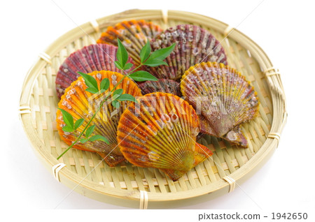 射干貝類 1942650