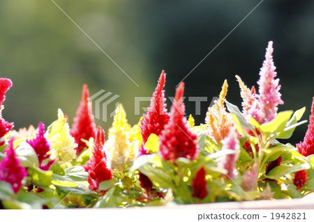 Chicken head 1942821