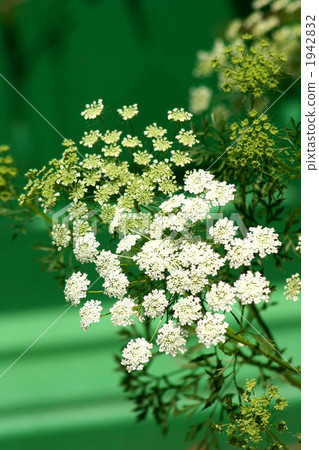 白色蕾絲花 白色蕾絲花 1942832