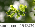 Metasequoia 1942839
