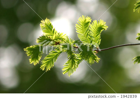 Metasequoia 1942839