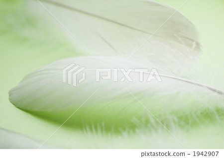 光炮 羽毛 白色的羽毛 1942907