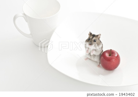 倉鼠 短尾侏儒倉鼠 小動物 1943402