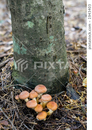 栗茸 羊肚菌 蘑菇 1943403