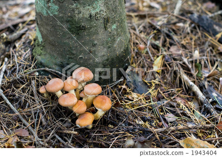 kurikinoko, hypholoma sublateritium, mushroom 1943404
