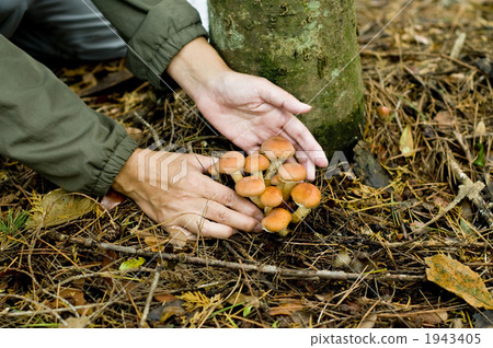 kurikinoko, hypholoma sublateritium, mushroom picking 1943405