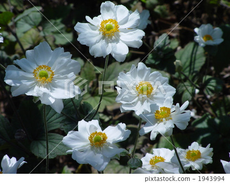 October Shumayigiku and Buttercup family 40 October Shumayigiku and Buttercup family 40 1943994