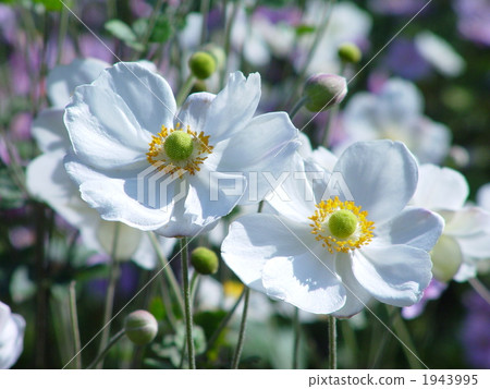 October Shumayigiku and Buttercup family 41 October Shumayigiku and Buttercup family 41 1943995