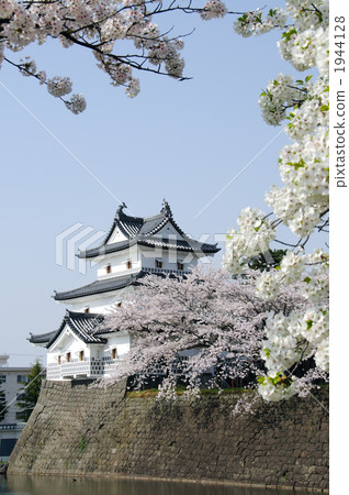 Cherry blossoming Shibata castle 1944128