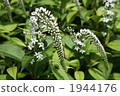 珍珠菜 1944176