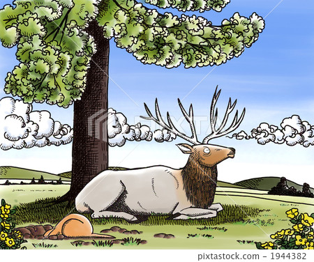 陸生動物 雄鹿 自然 1944382