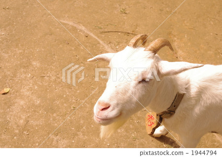 Hakusan sheep 1944794