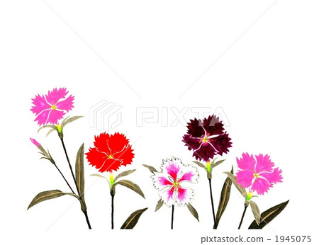 撫子 插圖素材 圖庫 撫子 插圖素材 圖庫