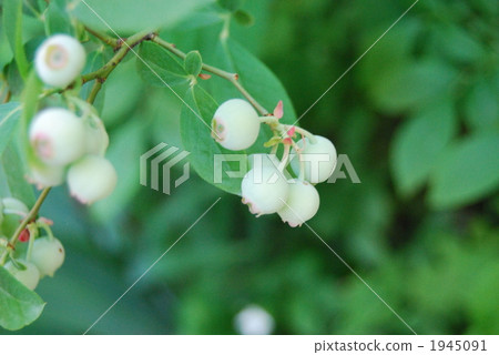 Blueberry fruit 1945091