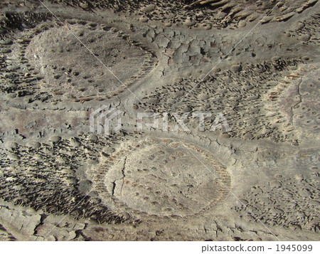 樹皮 吠 大型樹蕨帶刺的 1945099