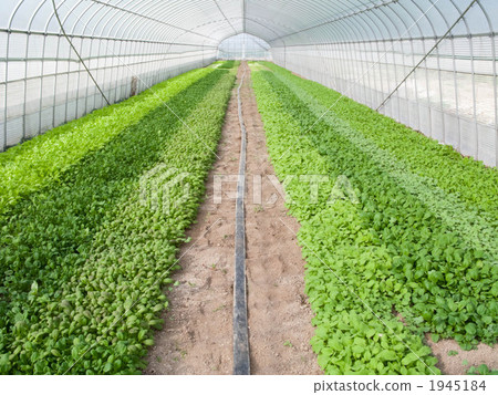 Baby leaf field ~ sideways cut 1945184