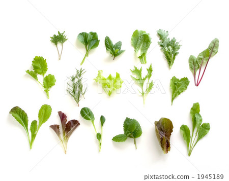Baby leaf material ~ Horizontal cut 1945189