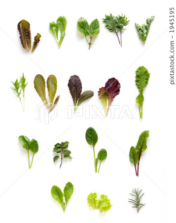 Baby leaf material ~ vertical cut Baby leaf material ~ vertical cut 1945195