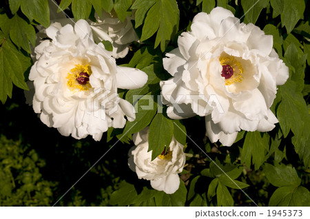 牡丹 植物 植物學 1945373