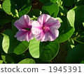 bindweed, seashore false bindweed, ishigakijima 1945391