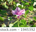 bindweed, seashore false bindweed, white sand 1945392