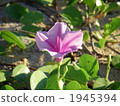 bindweed, seashore false bindweed, white sand 1945394