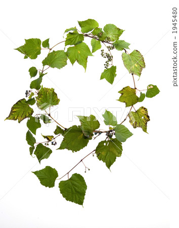ampelopsis glandulosa var. heterophylla, lease, wreath 1945480