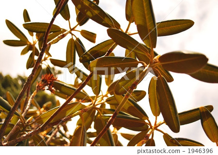 rhododendron, azuma rhododendron, hakusan rhododendron 1946396