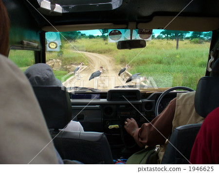 From the interior of the car safari 1946625